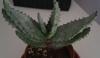 Aloe aculeata b di Patrizia.jpg